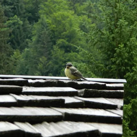Logis Les Sapins Montriond